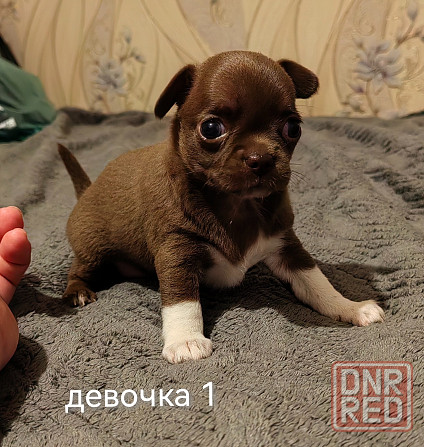 Шоколадные щенки чихуахуа Донецк - изображение 5