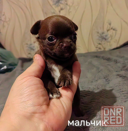 Шоколадные щенки чихуахуа Донецк - изображение 3