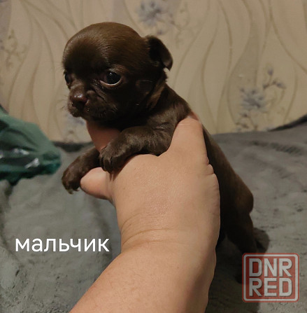 Шоколадные щенки чихуахуа Донецк - изображение 2
