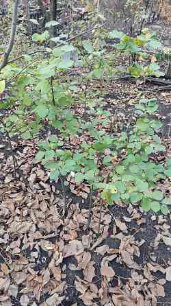 Саженцы айвы крупноплодной Донецк