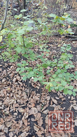 Саженцы айвы крупноплодной Донецк - изображение 1