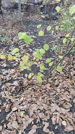 Саженцы фундука Донецк