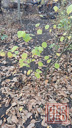 Саженцы фундука Донецк - изображение 1