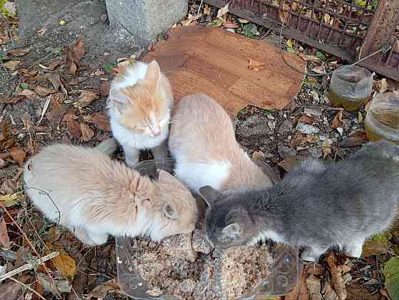 Отдам котят в добрые руки Харцызск