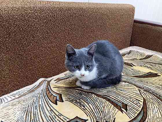Отдам котят в добрые руки Харцызск