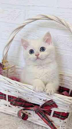 Британские котята Макеевка