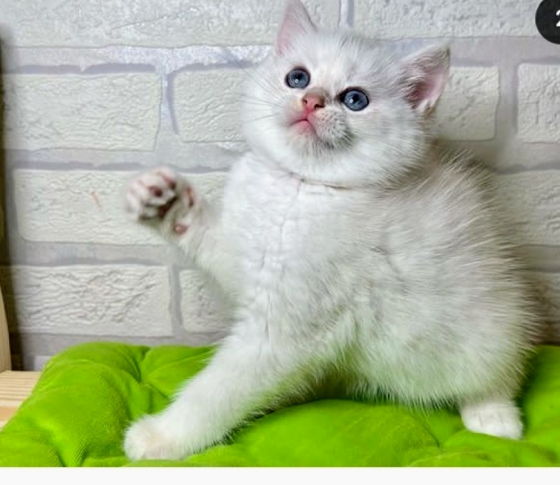 Британские котята Макеевка