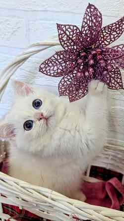 Британские котята Макеевка