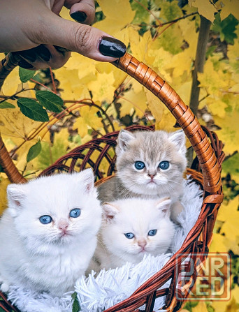 Британские котята Макеевка - изображение 1