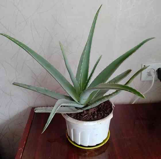 Алое вера Макеевка