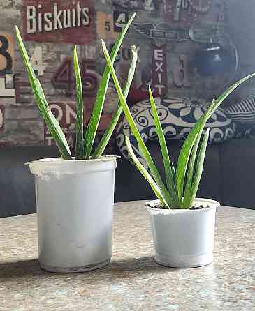 Алое вера Макеевка