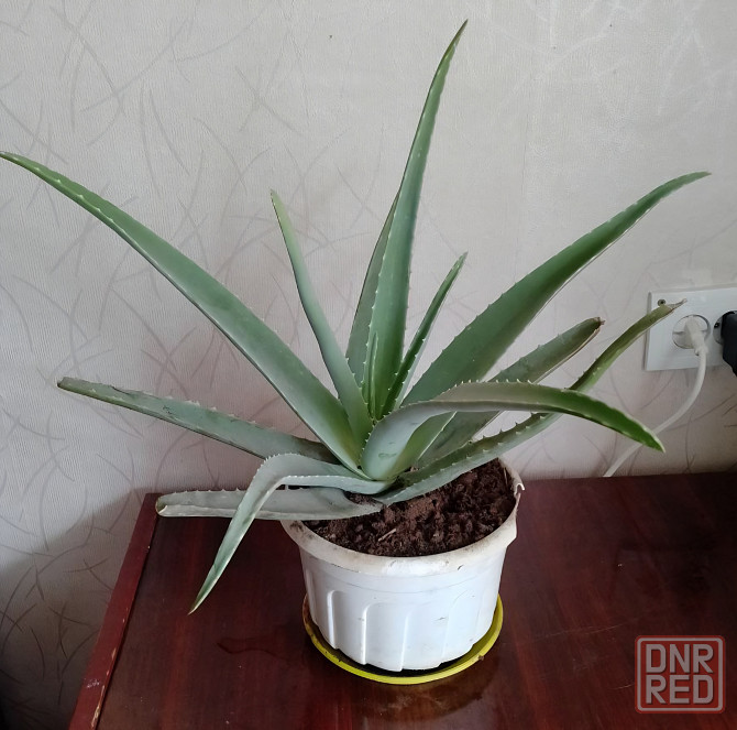 Алое вера Макеевка - изображение 1