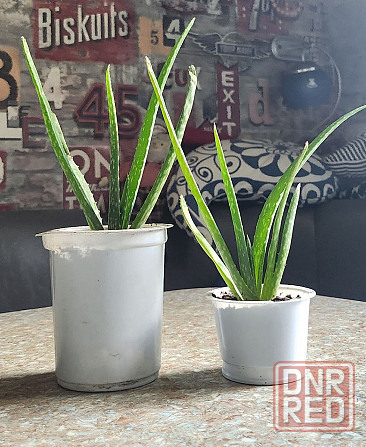 Алое вера Макеевка - изображение 2