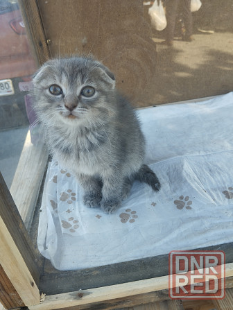 Кошечка скоттиш фолд Донецк - изображение 1