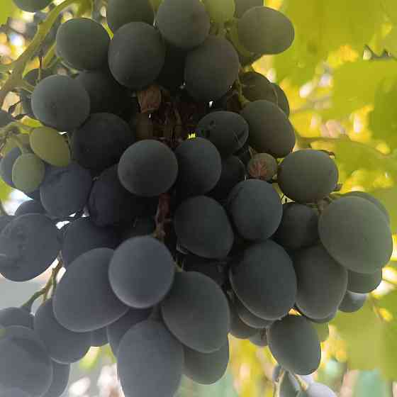 Продам виноград Донецк