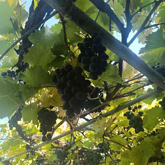 Продам виноград Донецк