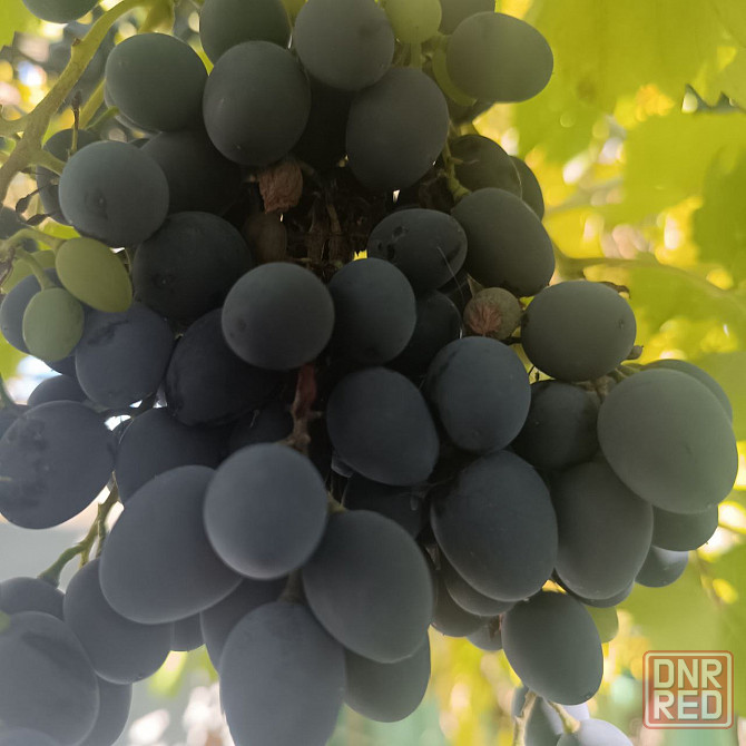 Продам виноград Донецк - изображение 1