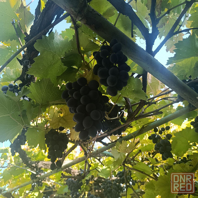 Продам виноград Донецк - изображение 2