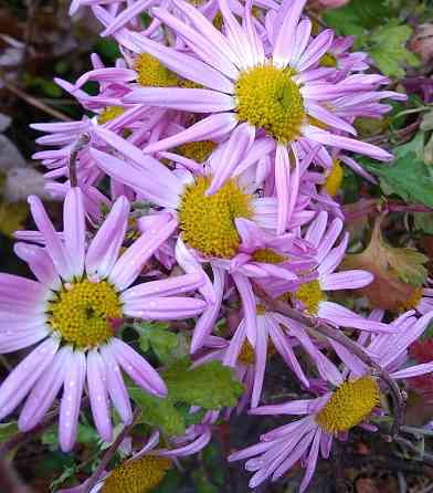 Хризантема дубочки Донецк