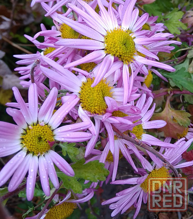 Хризантема дубочки Донецк - изображение 1