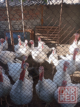 Продам индюков Донецк - изображение 1