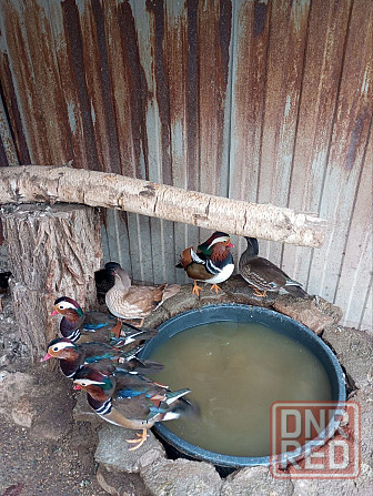 Продам мандаринок Донецк - изображение 2