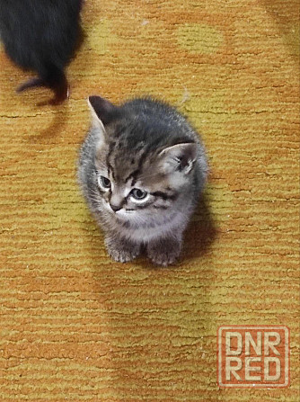 Красивейшие голубоглазые домашние котята в семью Донецк - изображение 2