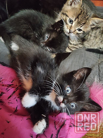 Красивейшие голубоглазые домашние котята в семью Донецк - изображение 1