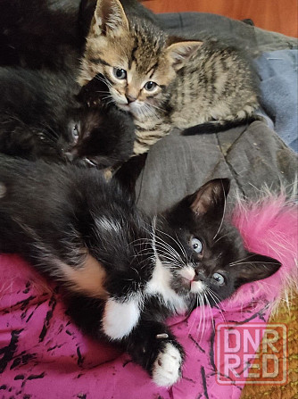 Красивейшие голубоглазые домашние котята в семью Донецк - изображение 3