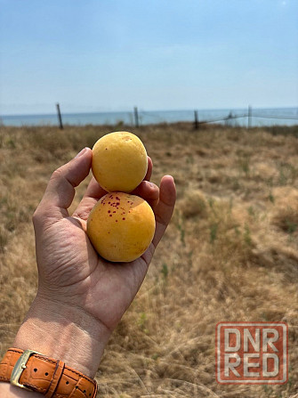 Продам дом село Бердянское Новоазовского района Мариуполь - изображение 7