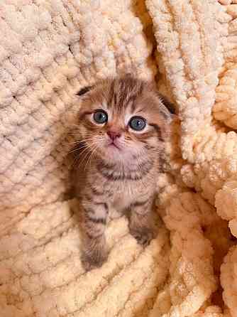 Шотландский вислоухий котенок Донецк