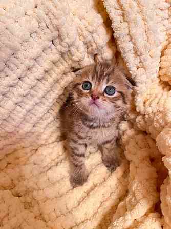 Шотландский вислоухий котенок Донецк