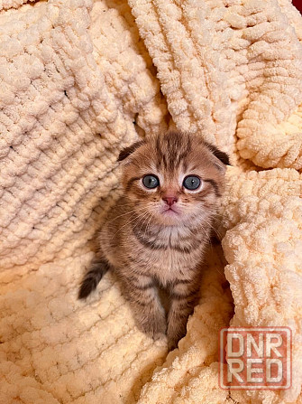 Шотландский вислоухий котенок Донецк - изображение 3