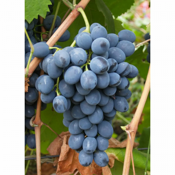 Продам виноград Макеевка