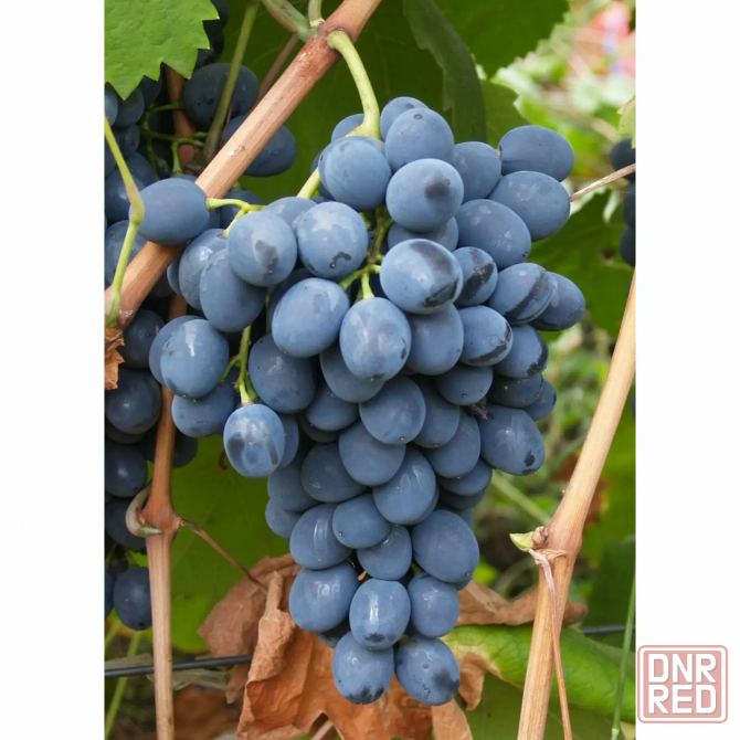 Продам виноград Макеевка - изображение 1