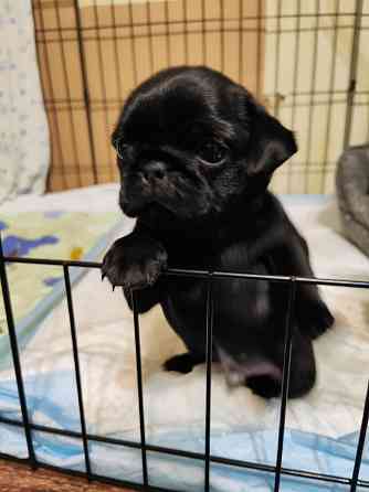 Мопс щенок Макеевка