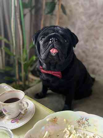 Мопс щенок Макеевка