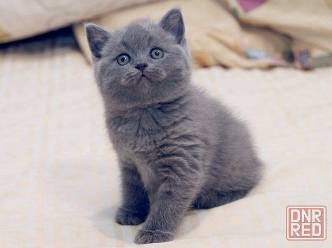Британские котята Донецк - изображение 1