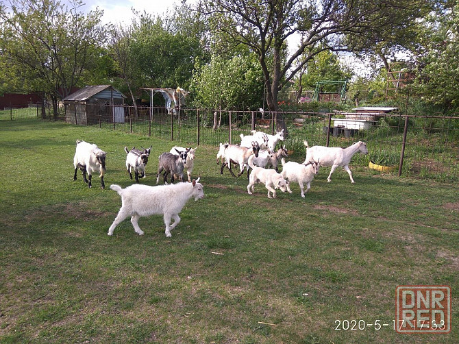 Продам козочек Донецк - изображение 1