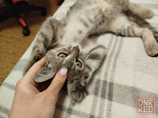 Отдам котят в хорошие руки Донецк - изображение 7