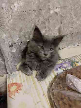 Кошечка Мейн Кун Донецк