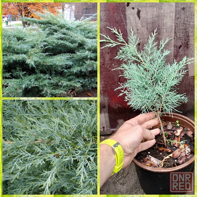 Moжжевельник Хeтц Донецк - изображение 1