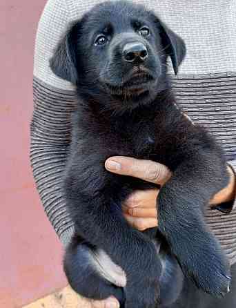 Щенки немецкой овчарки (Черные) Макеевка