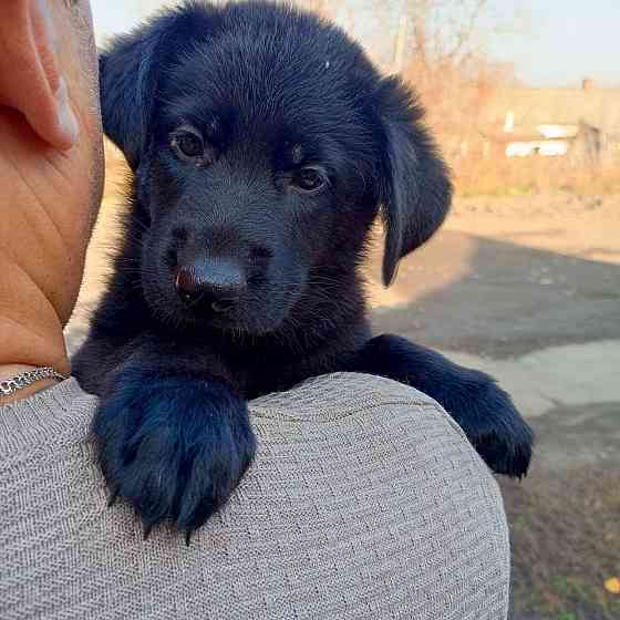 Щенки немецкой овчарки (Черные) Макеевка