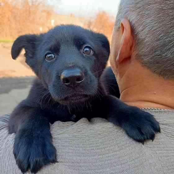 Щенки немецкой овчарки (Черные) Макеевка