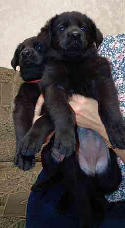 Щенки немецкой овчарки (Черные) Макеевка