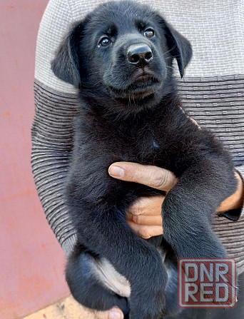 Щенки немецкой овчарки (Черные) Макеевка - изображение 2