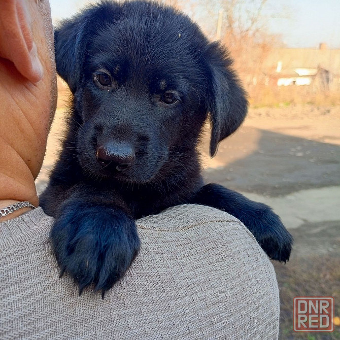 Щенки немецкой овчарки (Черные) Макеевка - изображение 1