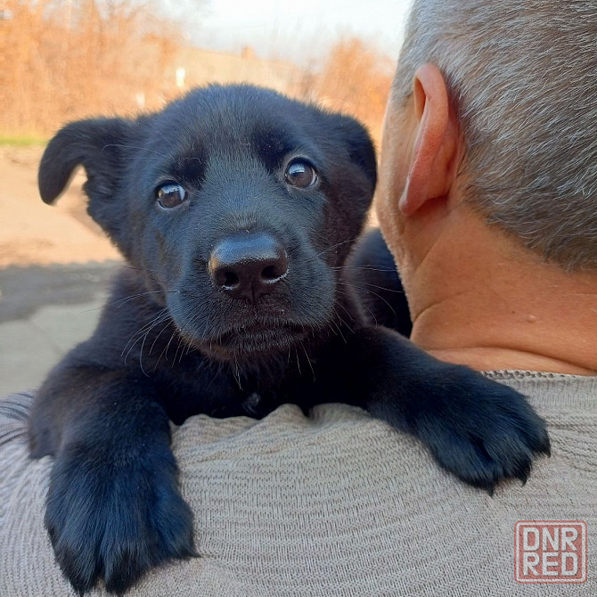 Щенки немецкой овчарки (Черные) Макеевка - изображение 5