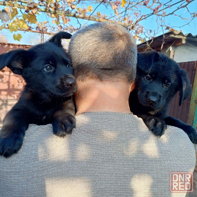 Щенки немецкой овчарки (Черные) Макеевка - изображение 4